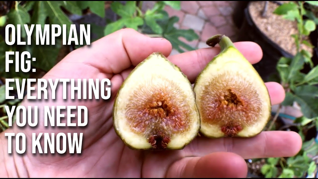 The Olympian Fig: Everything You Need to Know!