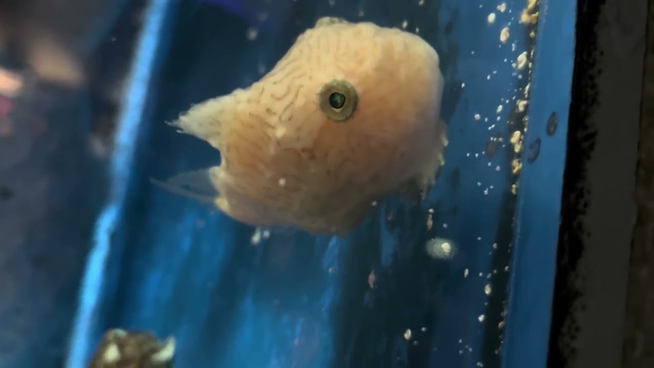 おたる水族館で生まれた「フウセンウオ」