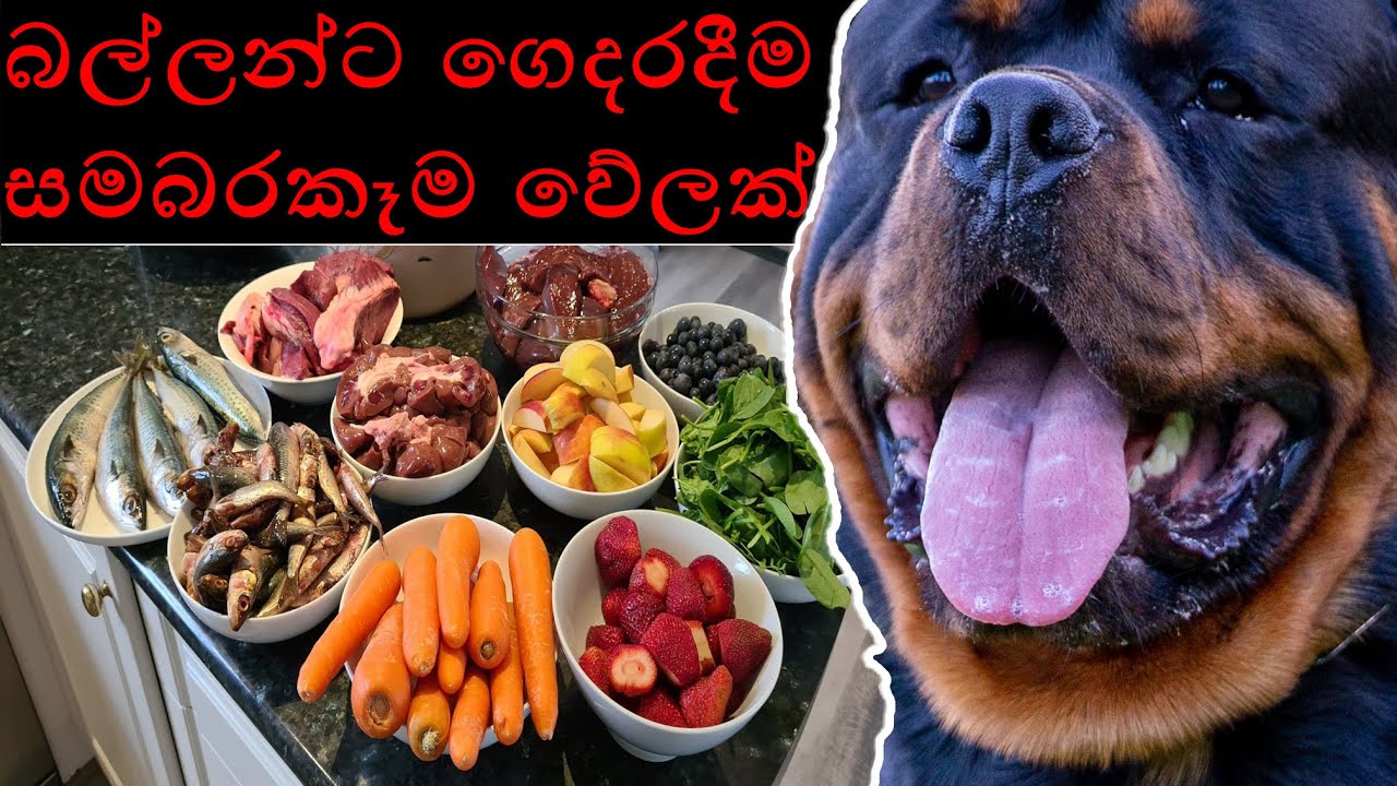 බල්ලන්ට ගෙදරදීම සමබර කෑම වේලක්