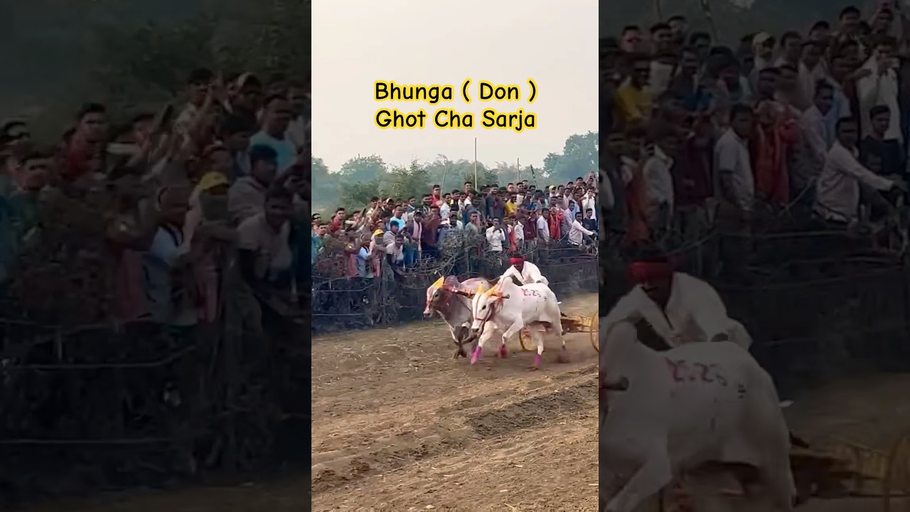 Bhunga ( Don ) Ani Ghot Cha Chota Sarja | भुंगा ( डॉन ) घोट चा छोटा सर्जा | #bailgada #shorts