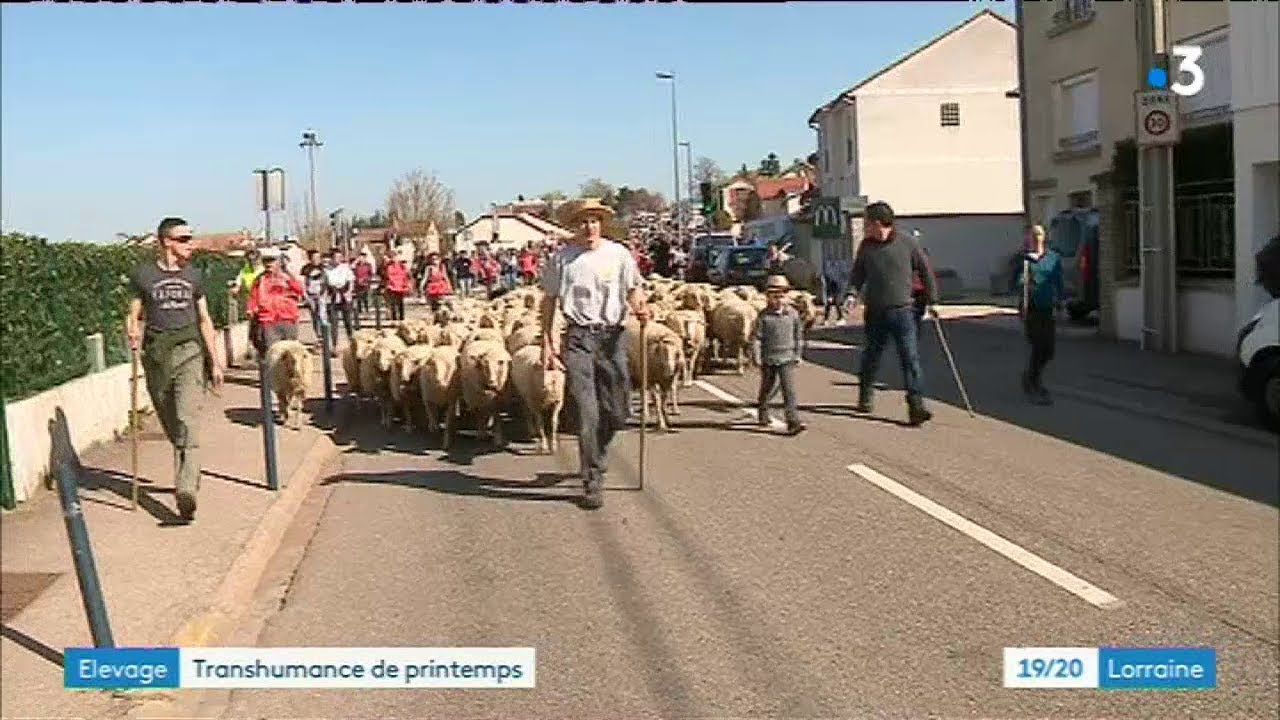 La traditionnelle transhumance des moutons du lycée de Pixérécourt