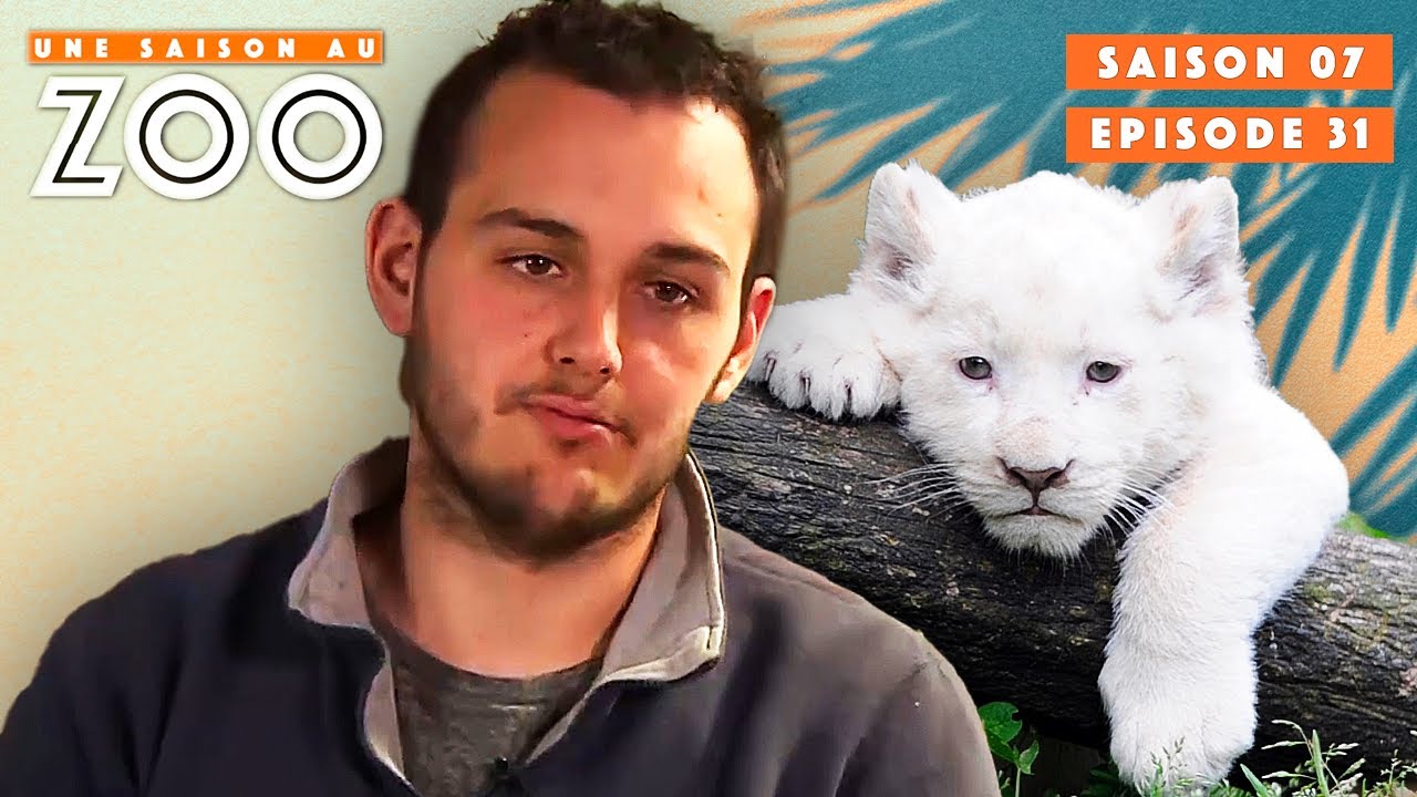 C'est le Jour du Départ pour Un des Lionceaux 🥺 | S07EP31 | Émission Intégrale | Une Saison Au Zoo
