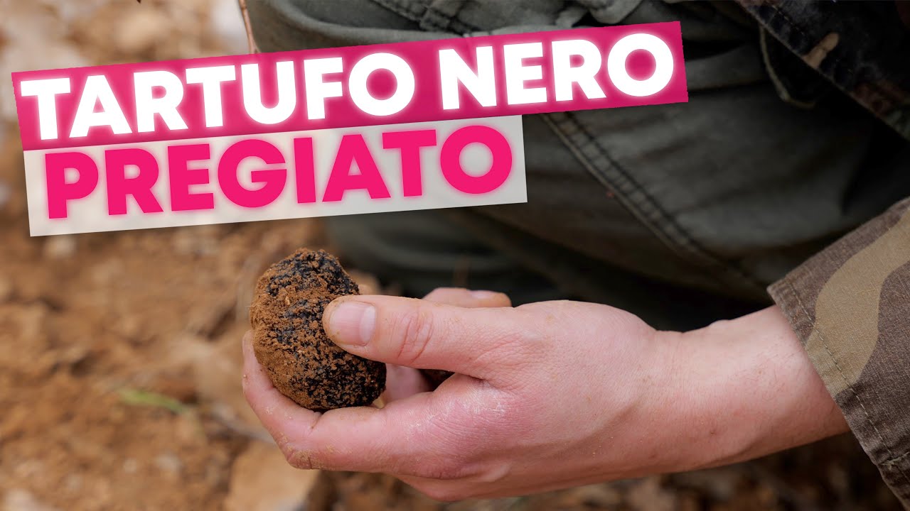 Come creare una TARTUFAIA da 15.000€ all'ANNO