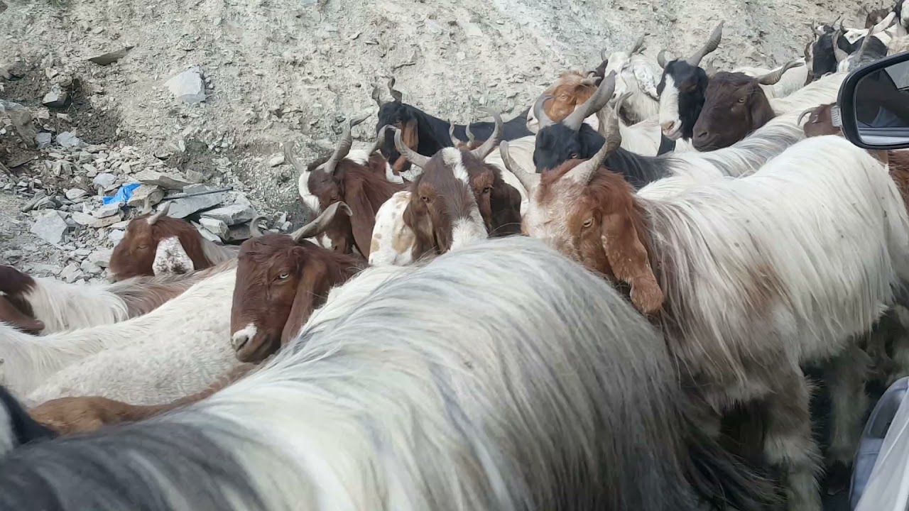 Kashmiri Goats