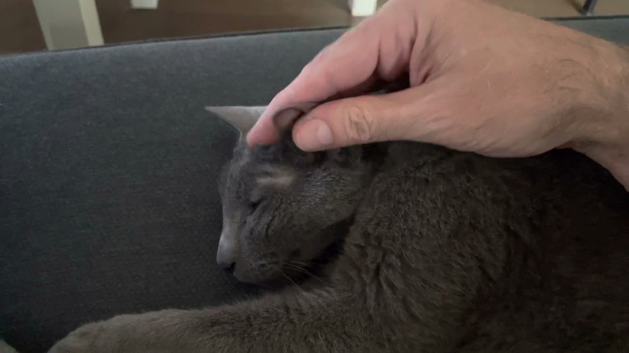 MY CAT...Most heartbreaking moment of my life 💔 saying goodbye to my EVERYTHING 🥲🥲❤️❤️❤️