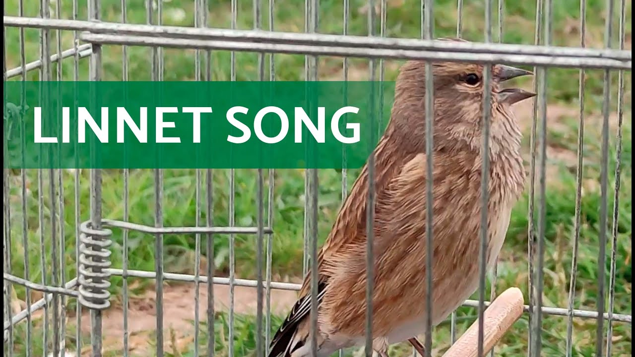 🎶 LINNET SONG FROM A FRIEND &ndash; AMAZING MELODY!