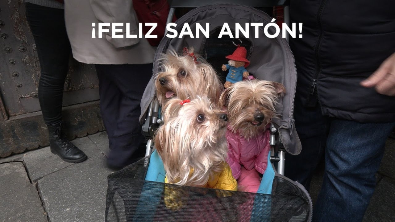 El San Antón más exótico se vive en Aldea del Fresno