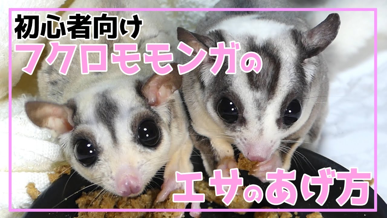 【 初心者向け 】フクロモモンガ の 飼い方 エサ のあげ方 【これからフクロモモンガを飼おうと思っている方へ】