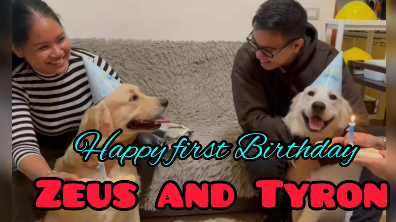 GOLDEN RETRIEVER 1ST BIRTHDAY ZEUS & TYRON  | ELMA PRUDON