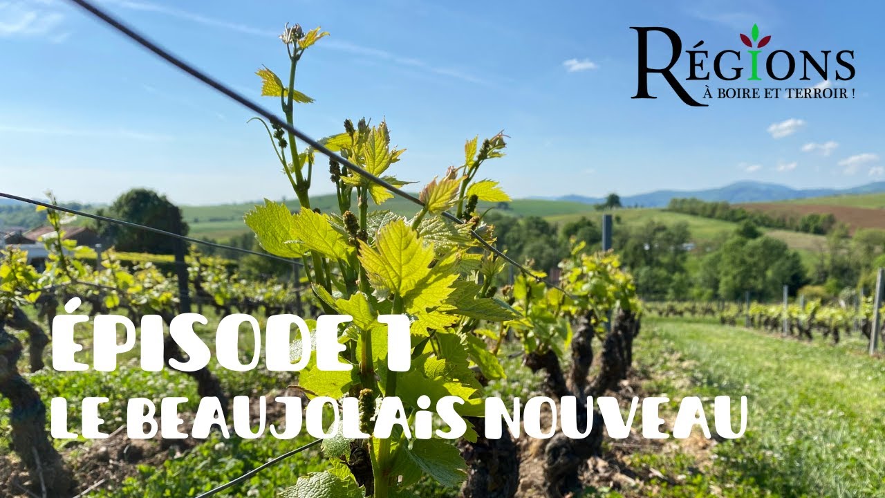 À boire et terroir ! - Episode 1 : Le Beaujolais Nouveau