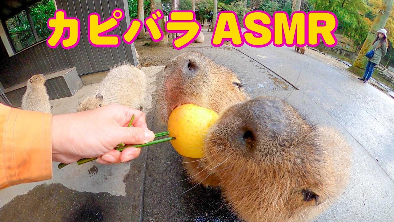 【ASMR】カピバラがリンゴを食べる咀嚼音 Capybara eat apple