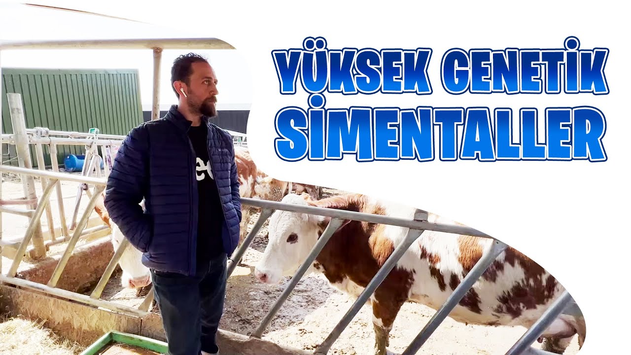 Yüksek Genetik Simentaller | Eşref Şekerli