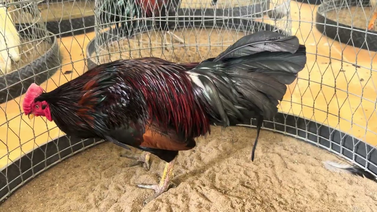 TUẤN GÀ NỒI XÃ NGHĨ TẾT 0️⃣9️⃣6️⃣8️⃣6️⃣6️⃣2️⃣7️⃣0️⃣0️⃣