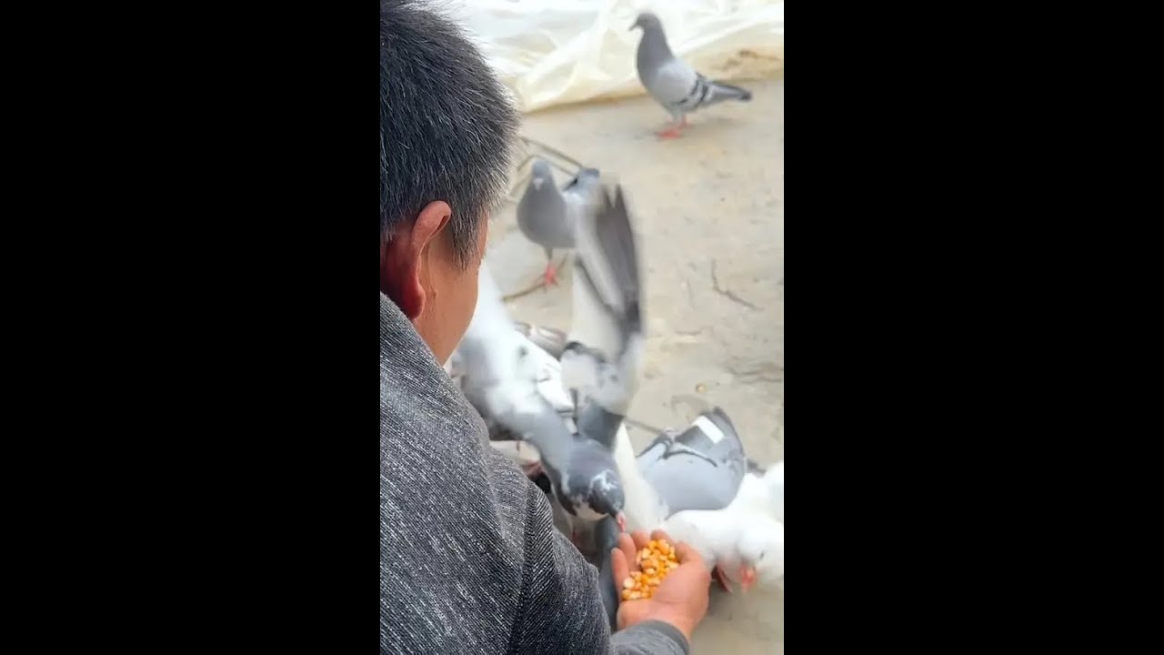 鸽子开家成功了，狮头鹅会游泳了，小鸭子苗也稳定了，这下踏实了#鸽子 #鸭子 #潮汕狮头鹅 #农村养殖 #三农流量扶持计划