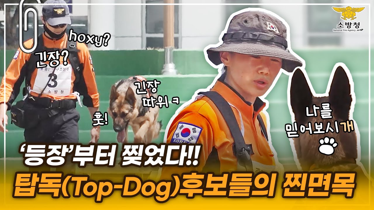 [스페셜클립 Ep.120] - ‘그저 😻😻 멋있다!’ 119인명구조견, 탑독(Top dog)의 주인공은? ☞ 소방청장배 인명구조견 경진대회 현장