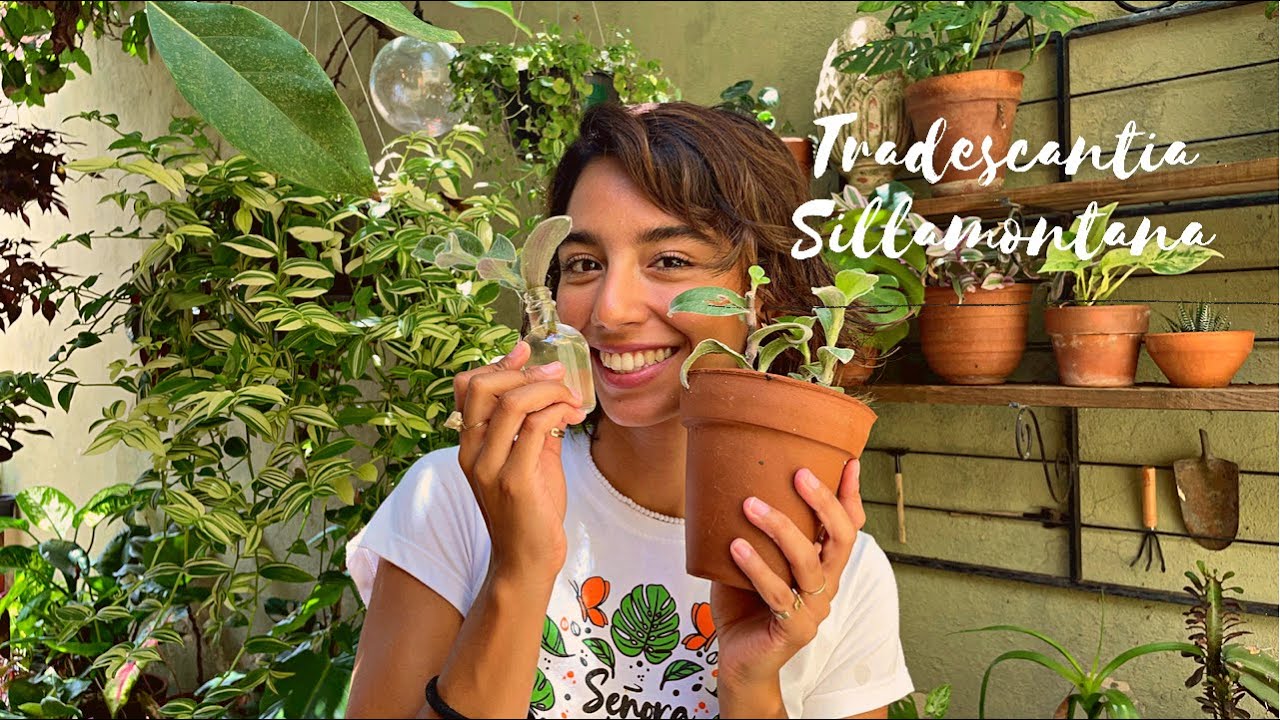 Reproducción de Tradescantia Sillamontana