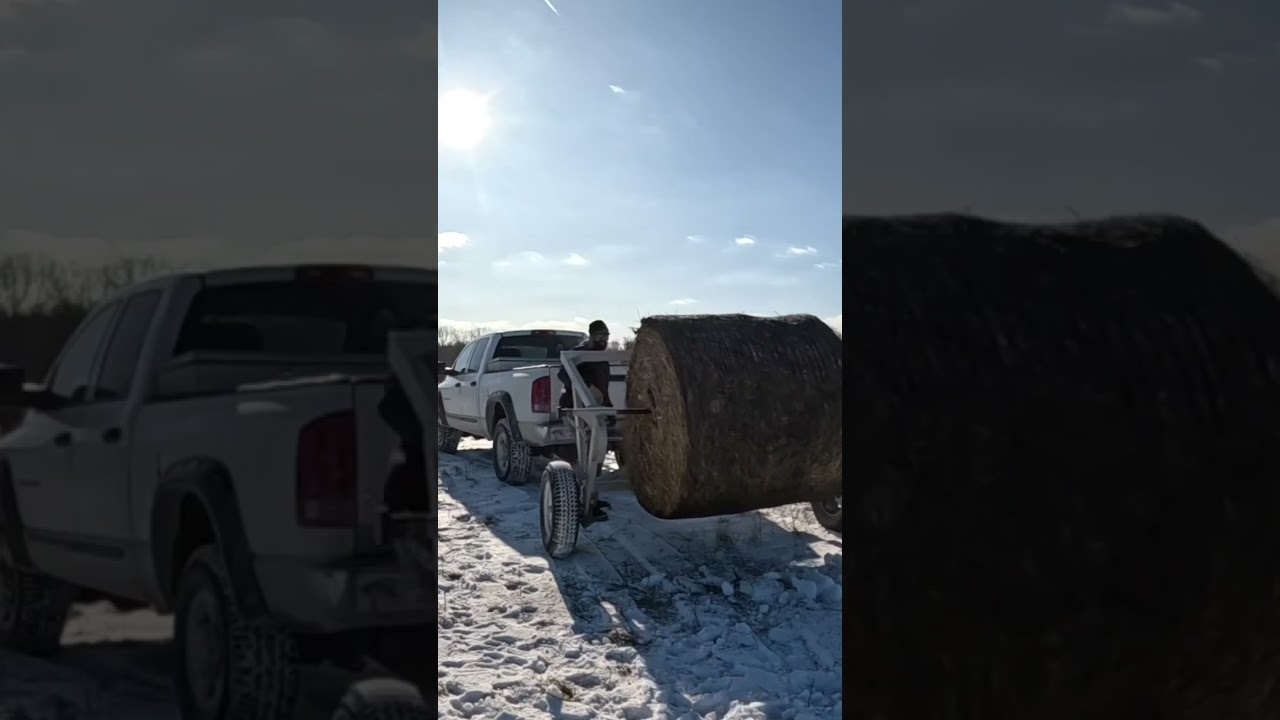 Rocking through Winter with Bale Unroller #angusbulls #regenerativeagriculture #wintergrazing