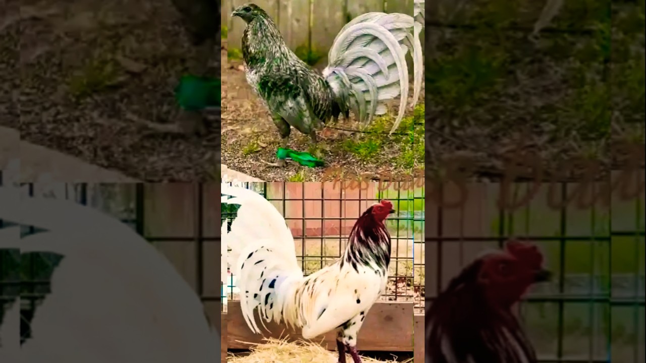 mga pandiinan na manok panabong 😱😱