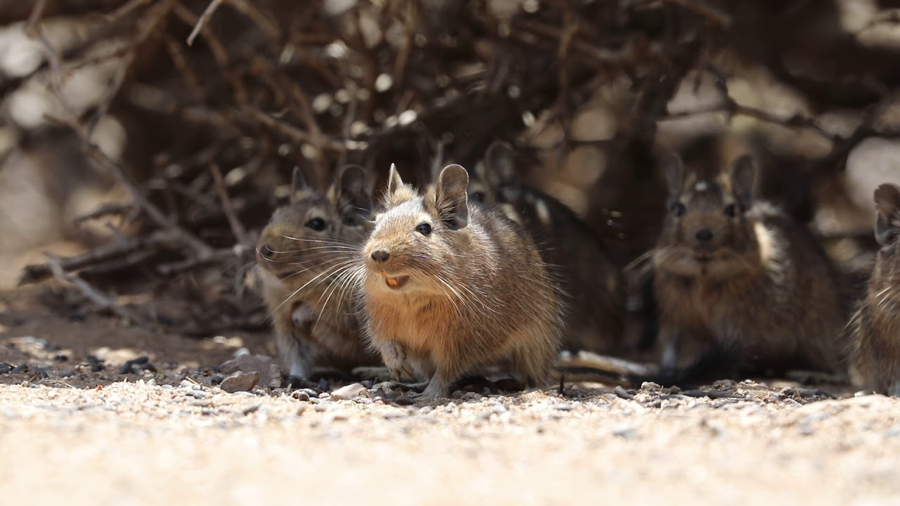 Degu Vocalizando