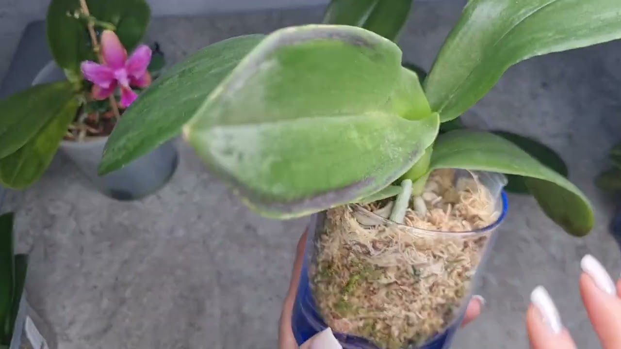 Meine Orchideen-Jungpflanzen.