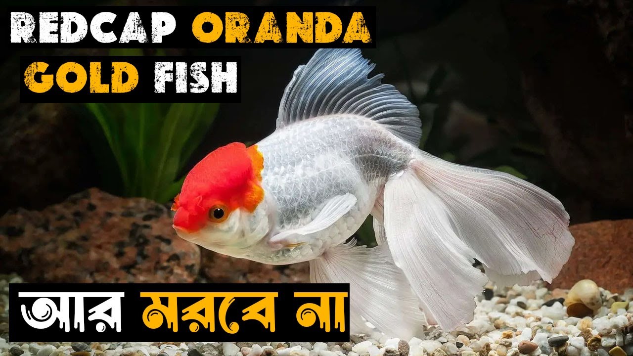 How to Care Your Redcap Goldfish in Bengali.The reasons to die your Goldfish || Oranda Goldfish Care