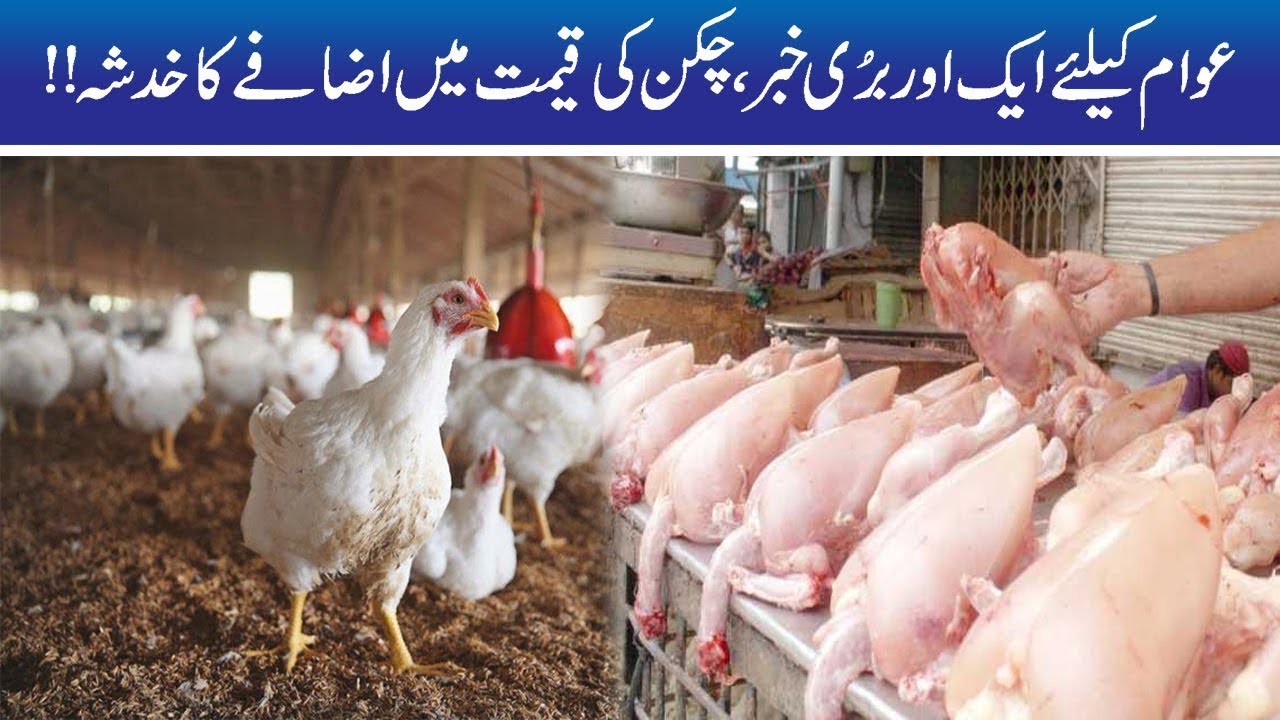 Chicken Price May Increase Again!!