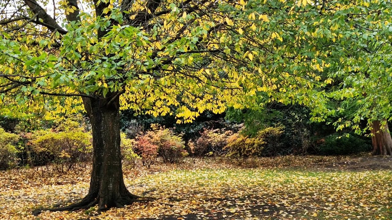 Autumn colours in Edinburgh, Scotland (Princes Street Gardens & More) Nature & Travel