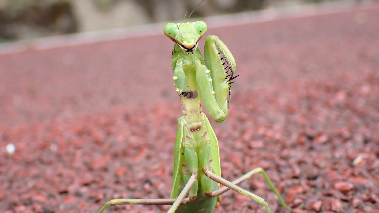 片腕を失っても全力で威嚇してくる寄生されたハラビロカマキリさん