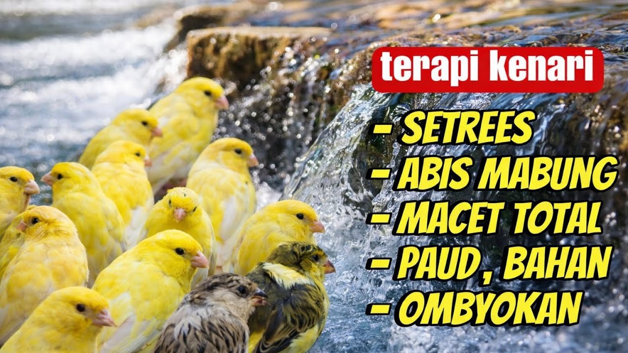 terapi kenari setres,abis mabung,macet total,paud,bahan ombyokan #masterankenari #terapikenari  