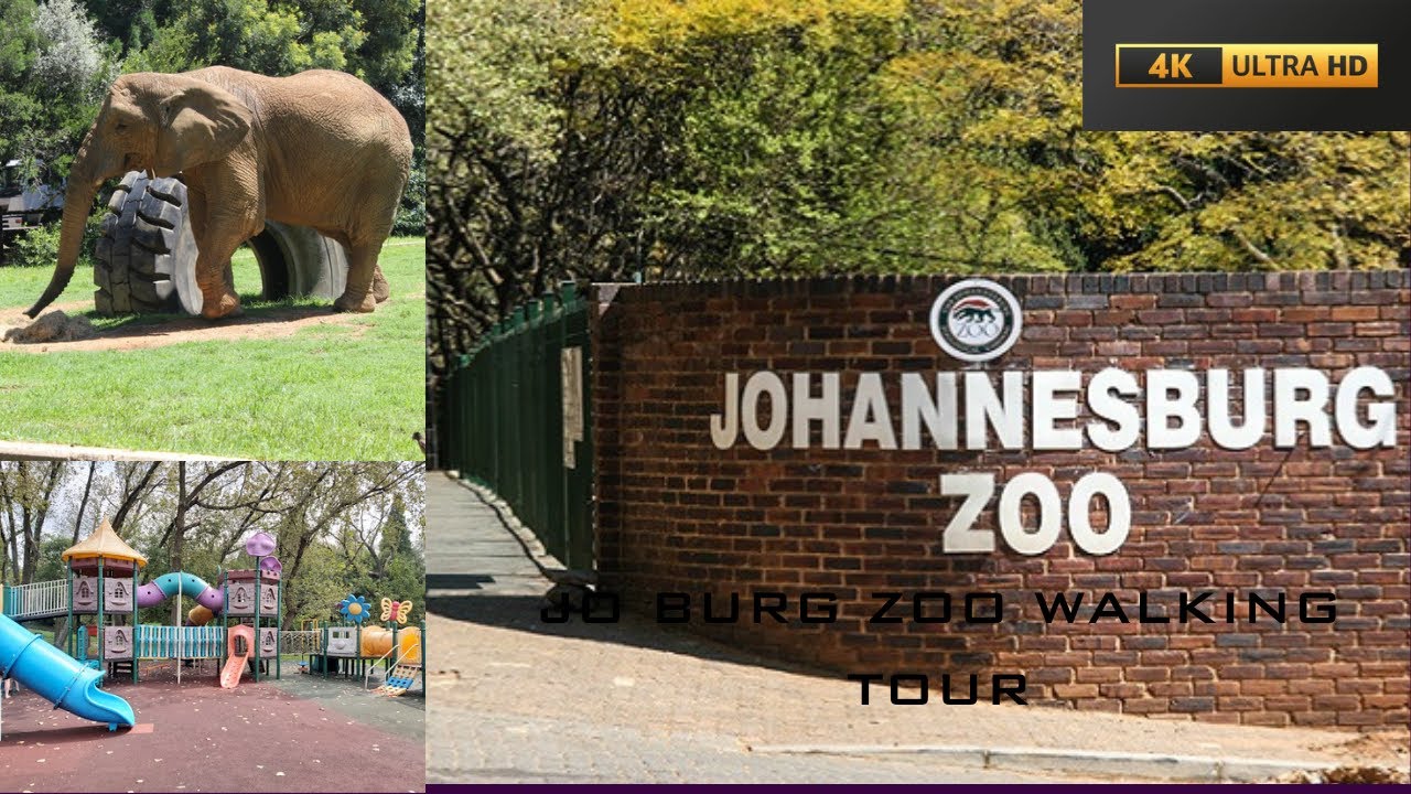 Joburg Zoo Tour | Where the Lions Roar & Tourists Stroll—Welcome to the Wild Side of Gauteng! 🦁
