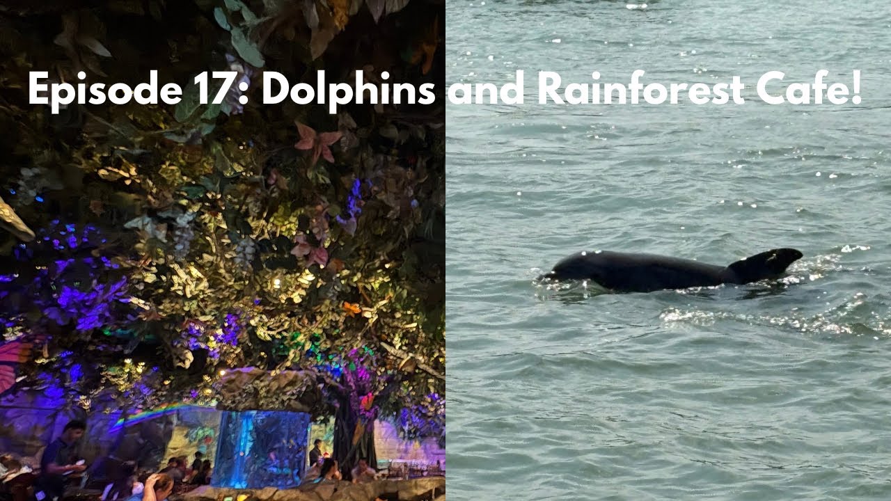 USA Trip Episode 17: Dolphins and Rainforest Cafe! 🍽️ 🐬