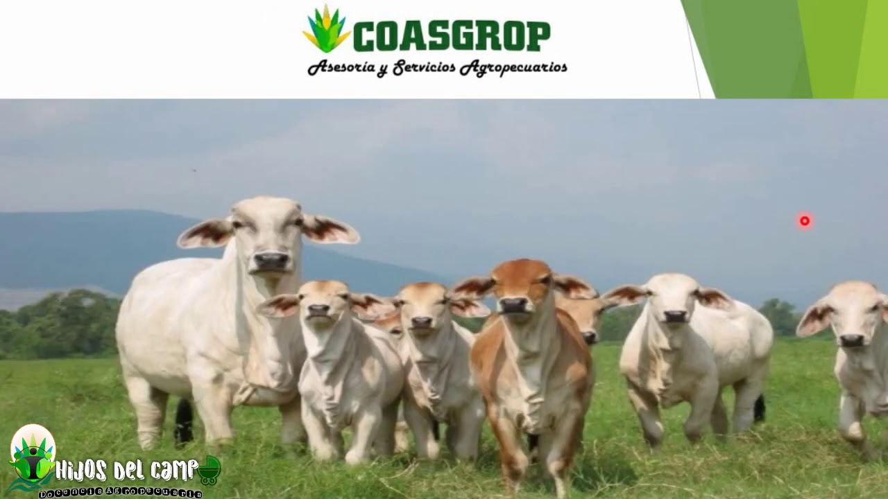 HIJOS DEL CAMPO CAPACIDAD DE CARGA ANIMAL PARTE 2