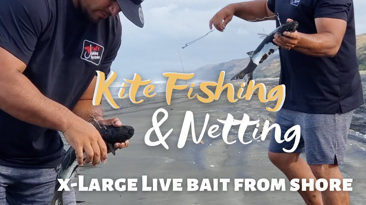 Netting Grey Mullet for XLarge live bait | Kite Fishing West Coast in Big Winds
