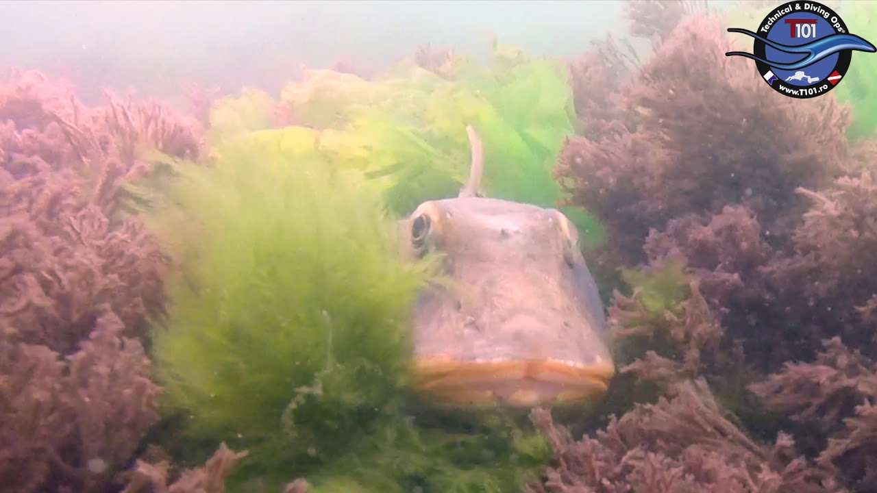 Black Sea: Hippocampus guttulatus & Chelidonichthys lucerna