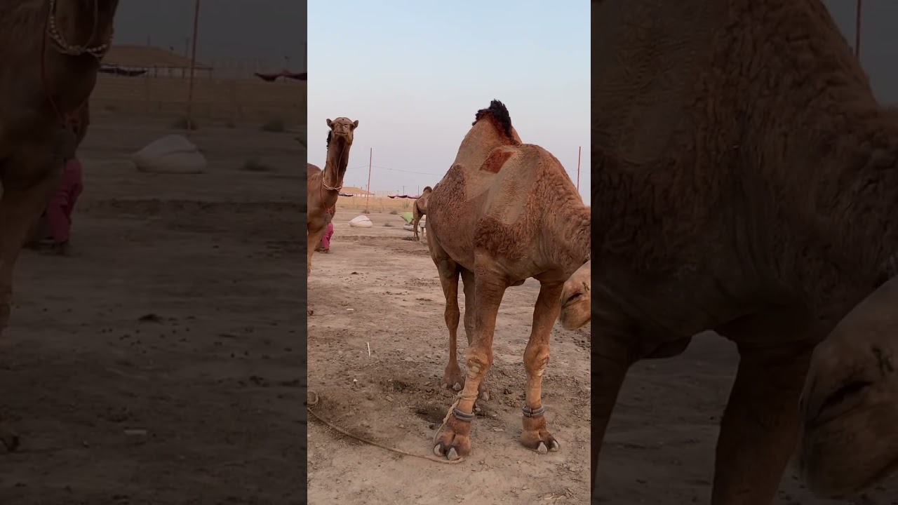 Heavyweight Camel #cattle #animalslover #cow #camel