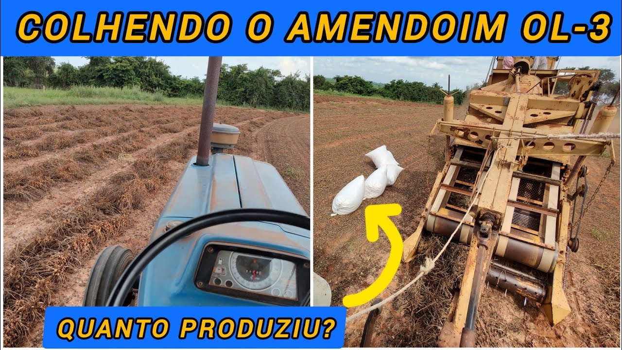 Colhendo amendoim OL-3/ qual foi sua produção em relação ao amendoim vermelho convencional?