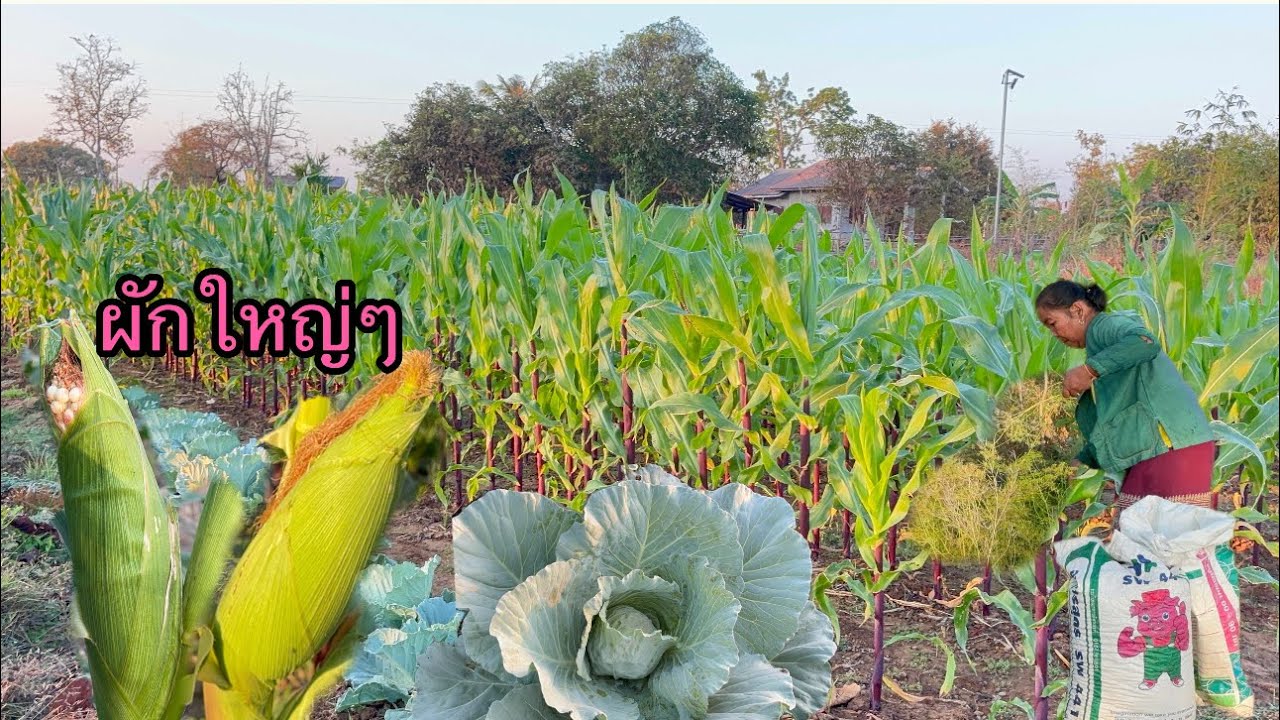 ข้าวโพดรุุ่น2เรี่มออกดอกแล้ว🌽🌽