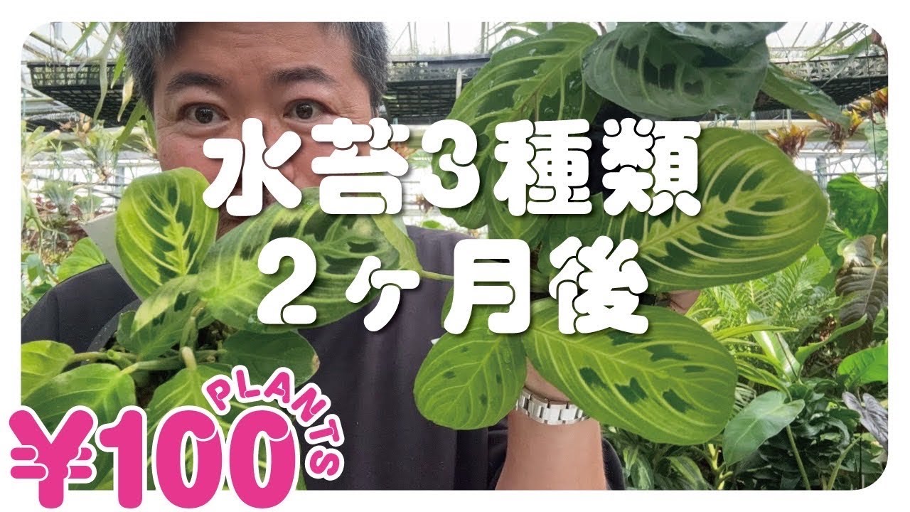 【100均】水苔3種を比較　2ヶ月後を解説‼️