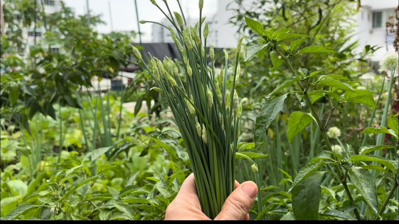 Weekend Gardening: Panen Bunga Kucai, Leunca, Cai Sim, Cabe, Labu Ular & Update Sawi Untuk Bibit