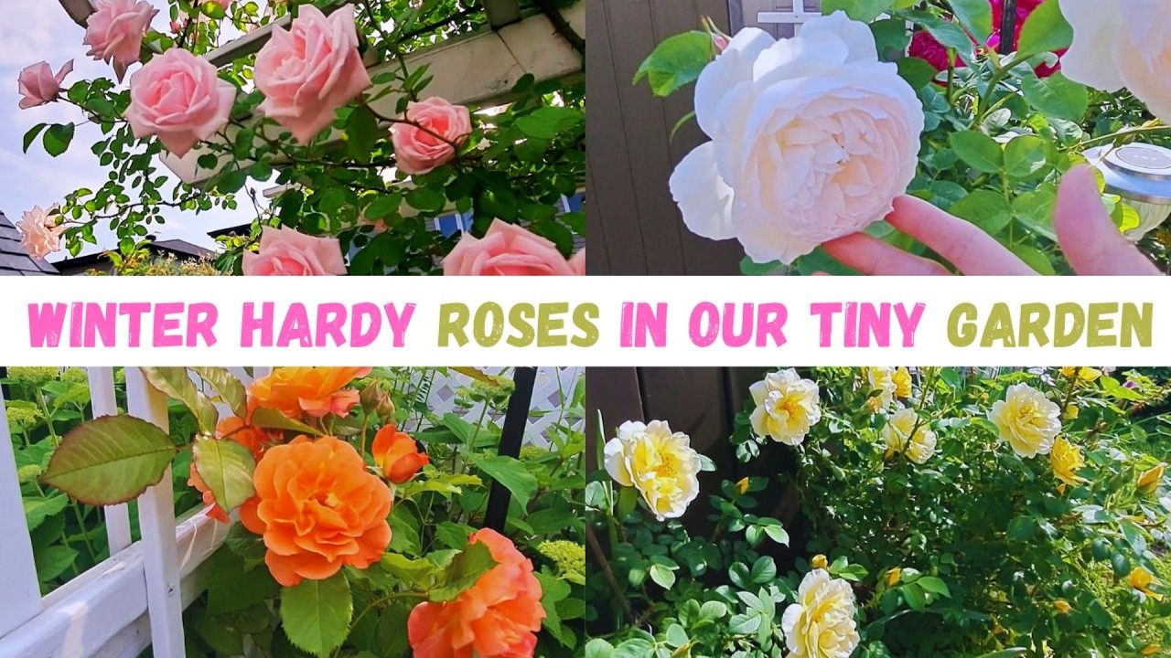 9 BEST WINTER HARDY ROSES IN OUR TINY BACKYARD GARDEN ZONE 5A CANADA #garden #rose  #plants #new