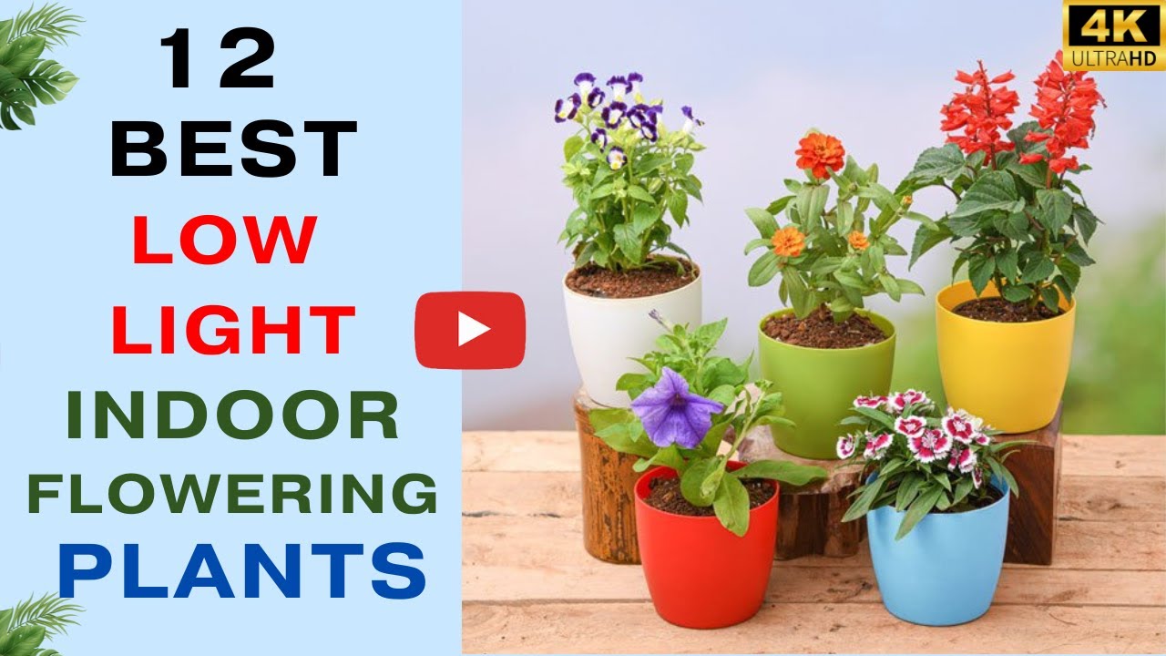 12 Indoor Flowering Plants | Low Light Flowering Plants