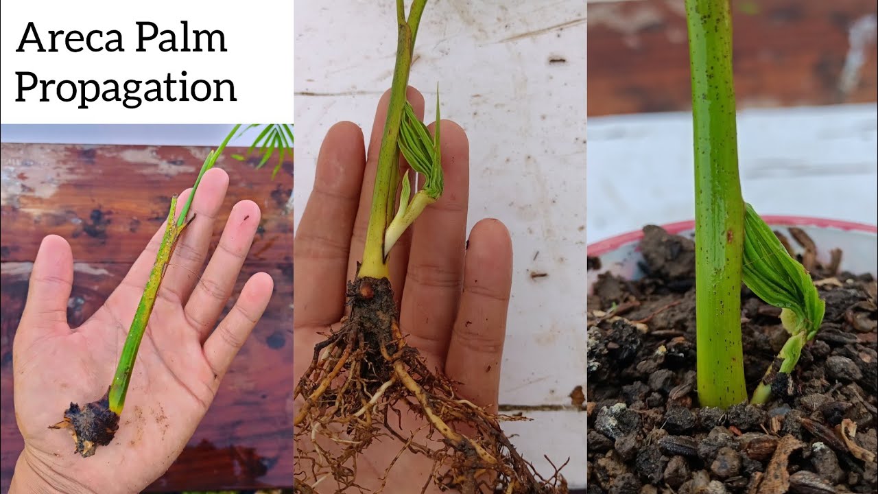 How to grow areca palm | Easiest Way To Divide Areca Palm from 1 plant to many