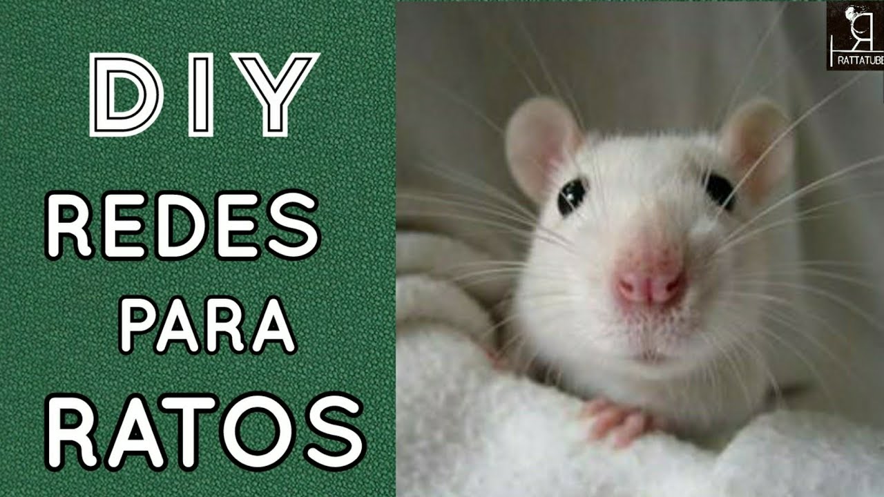 DIY | Rede para ratos Twister /Limpeza | ratazana/mercol/ rattus norvegicus
