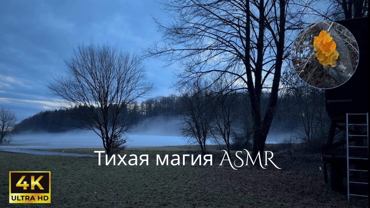 Магия январского леса на закате: Тихая прогулка в Германии (АСМР 4K)