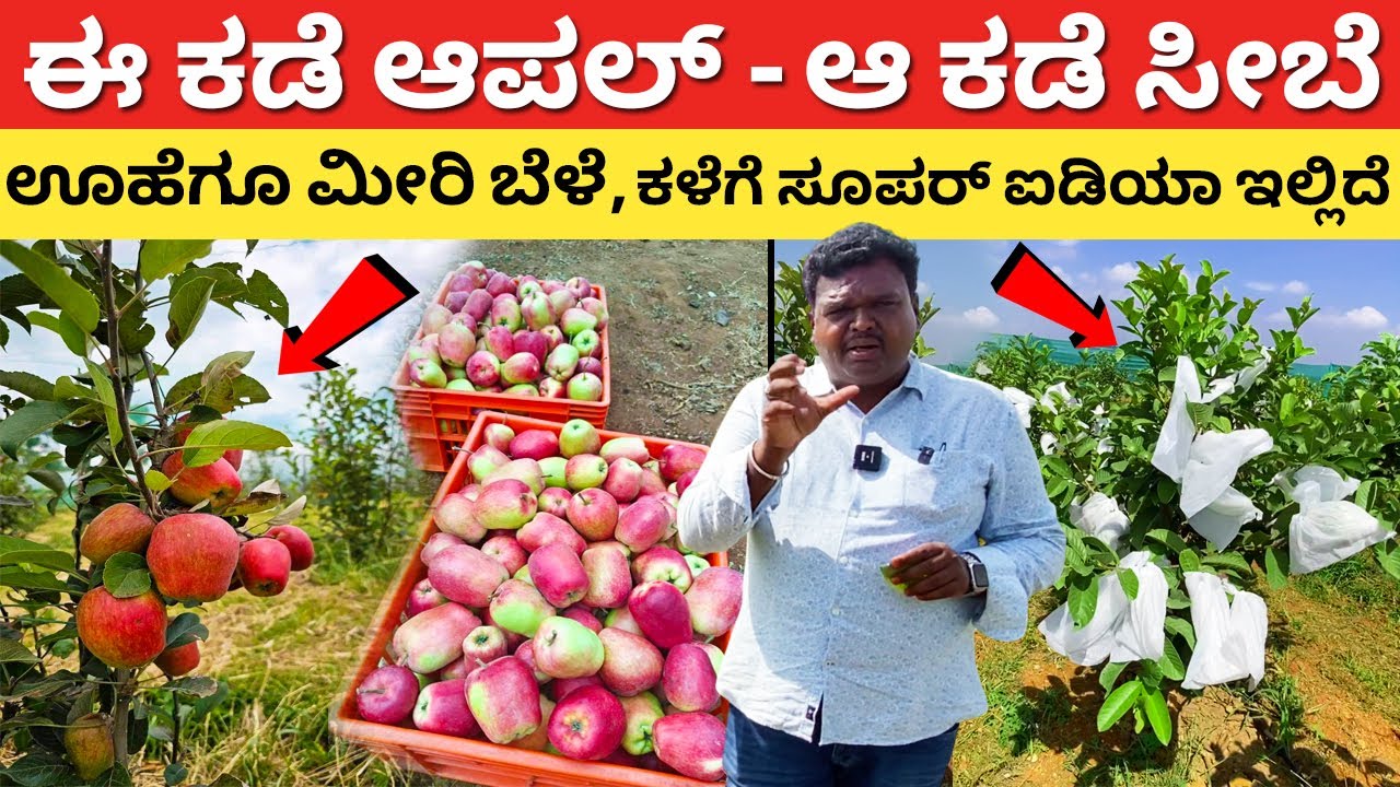 ಆ ಕಡೆ ಆಪಲ್ ಈ ಕಡೆ ಸೀಬೆ | Apple Farming in Karnataka | Guava Agriculture Kannada | Krushi #kannada