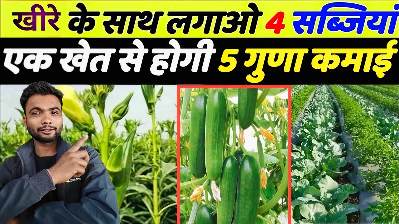 👉 खीरे के साथ लगाओ ये 4 सब्जियां | एक खेत से 5 गुना कमाई | Intercropping Farming @KISANHUBUP #kheti 
