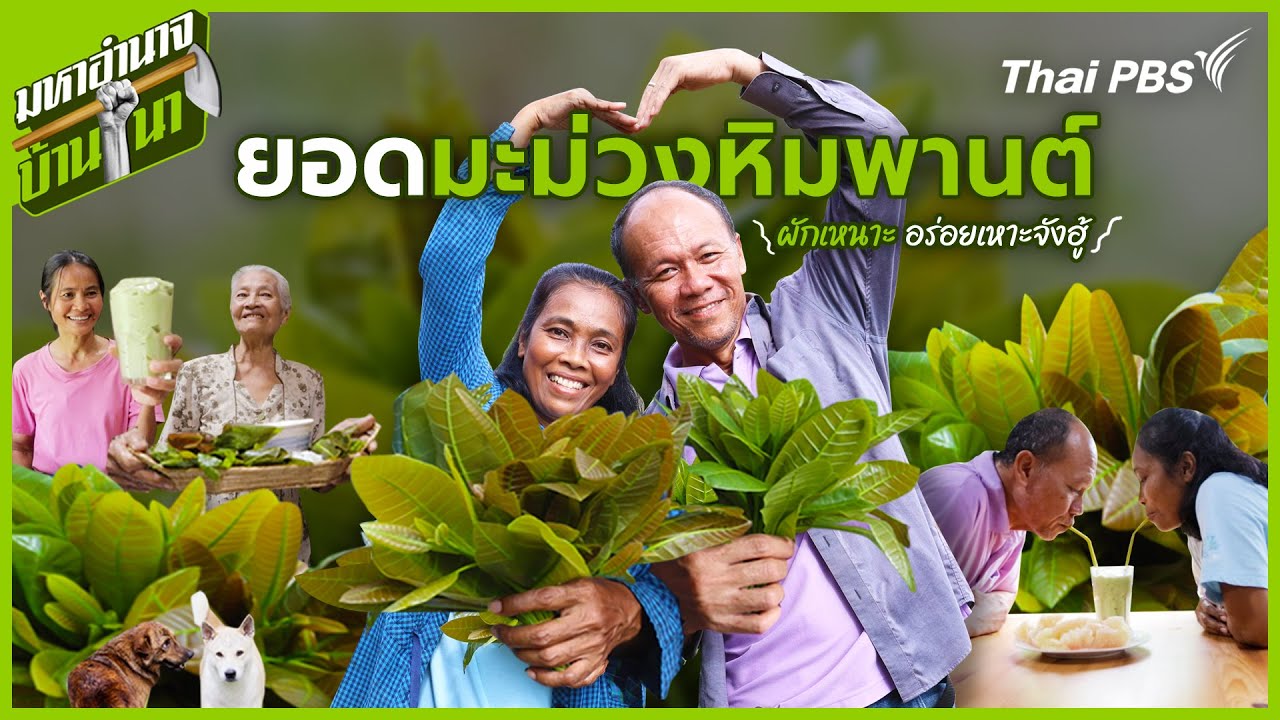 ยอดมะม่วงหิมพานต์ ผักเหนาะอร่อยเหาะจังฮู้ | มหาอำนาจบ้านนา