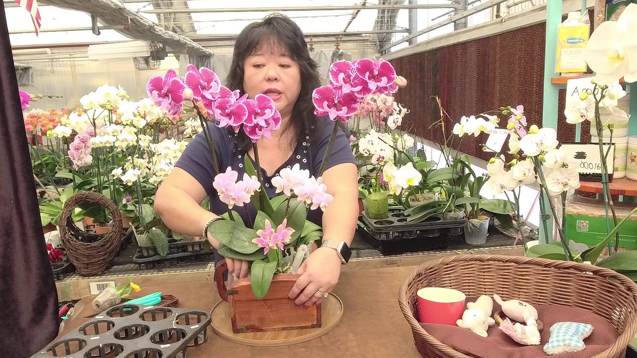 Norman Fang Live!  Episode 25 Phalaenopsis amabilis and its hybrids