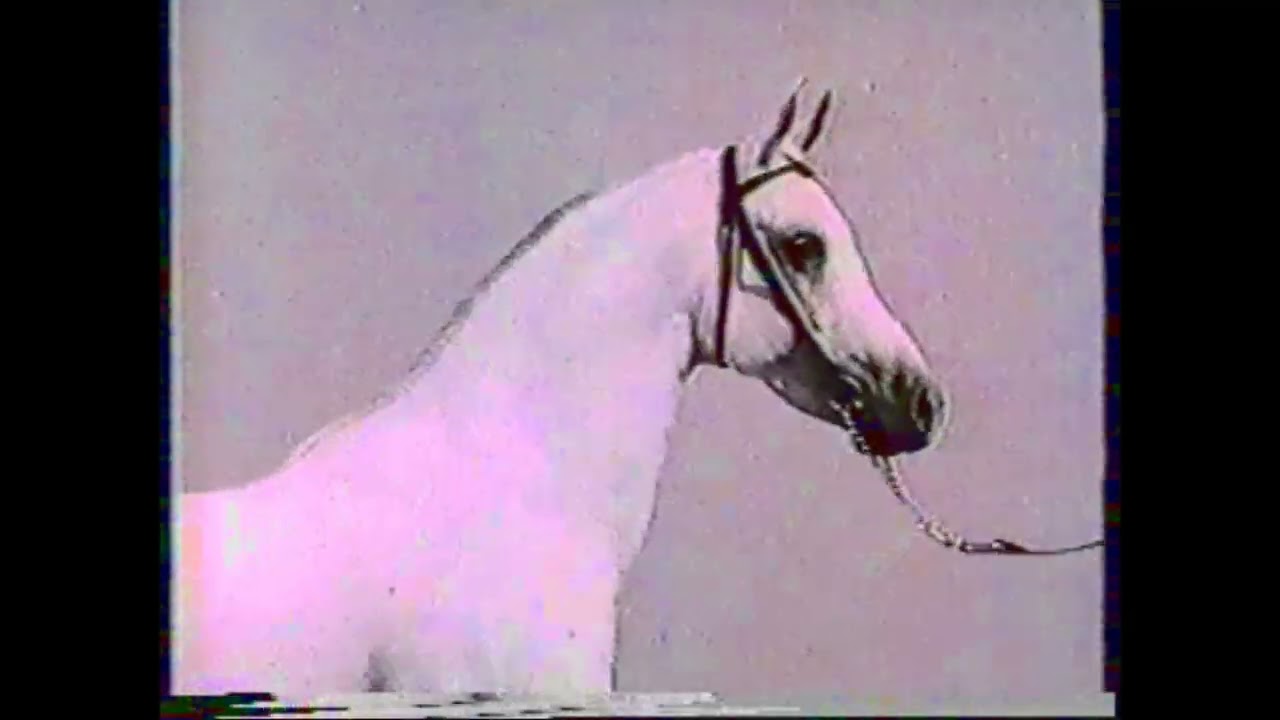 *Sakr – a Fiery,  Athlete An equine superstar, *Sakr had been imported from Egypt in 1968,