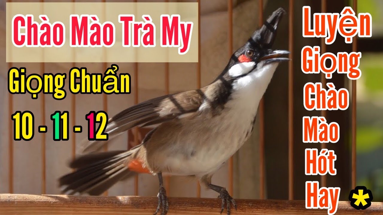 Chào Mào Trà My, Luyện Chào Mào Hót Giọng Trà My Cực Hay, Ép Má Trắng Học Giọng